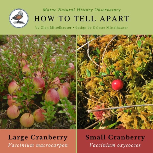 Wildflower identification infographic guide to native Large Cranberry vs Small Cranberry (Vaccinium)