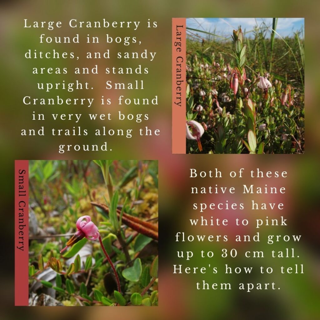 Native wildflower identification infographic guide to Large Cranberry and Small Cranberry
