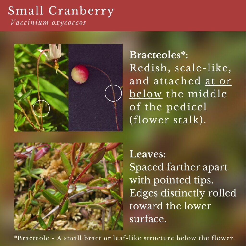 Wildflower identification infographic guide to Vaccinium oxycoccos, Small Cranberry