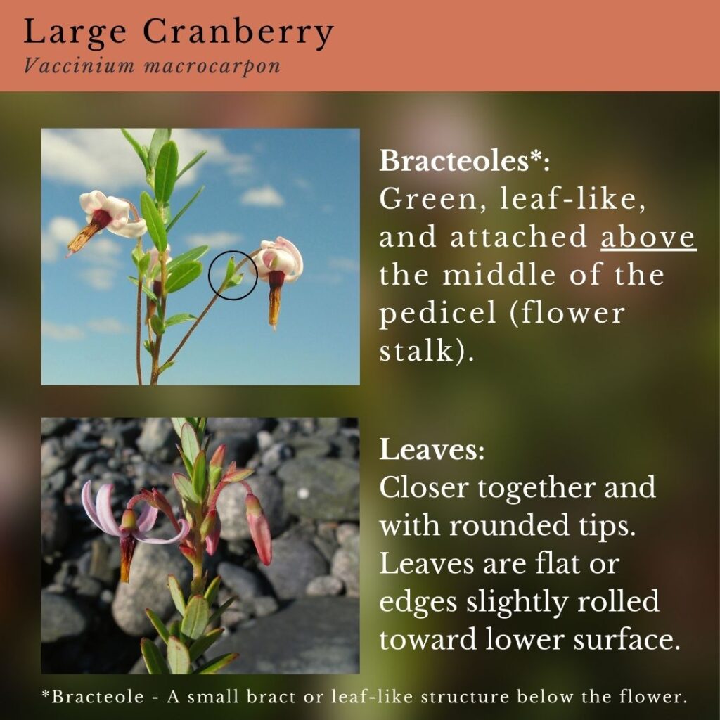 Wildflower identification infographic guide to Vaccinium macrocarpon, Large Cranberry