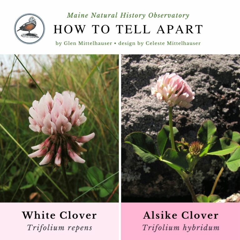Wildflower identification infographic guide to White Clover (Trifolium repens) vs Alsike Clover (Trifolium hybridum)