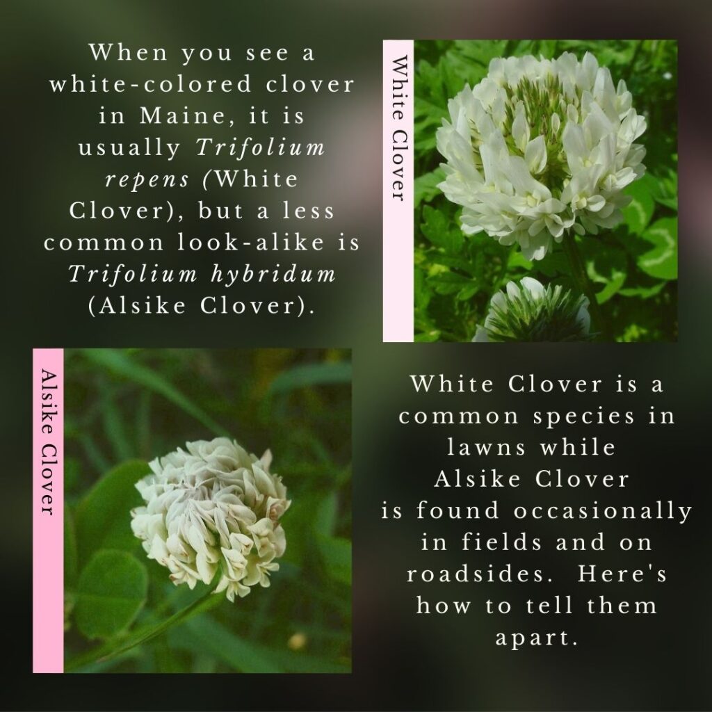 Wildflower identification infographic guide to White Clover and Alsike Clover