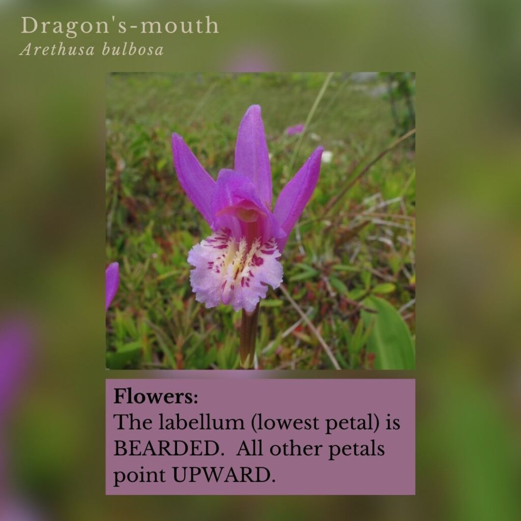 orchid identification infographic guide to Dragon's Mouth, Arethusa bulbosa