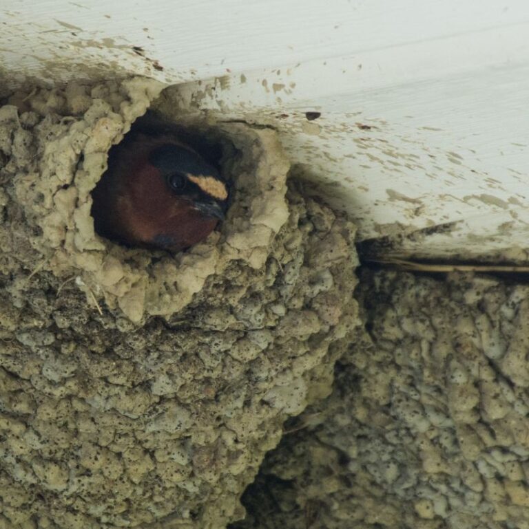 Swallow Monitoring & Conservation