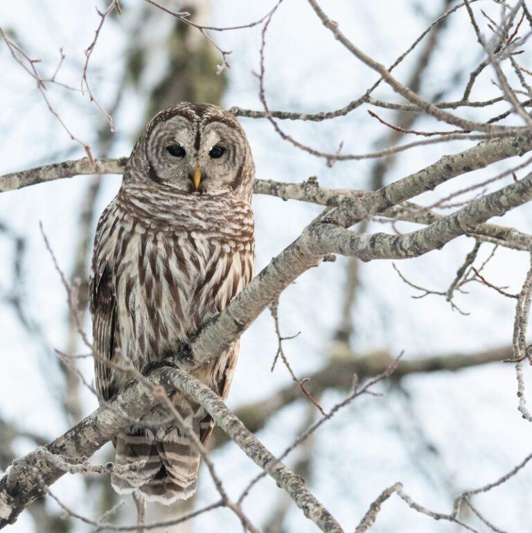 Special Species Webinar: Owls