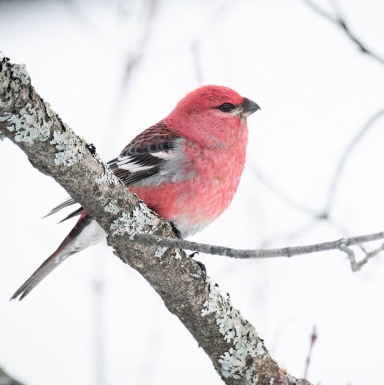 Maine Bird Atlas: Virtual Winter Kickoff!