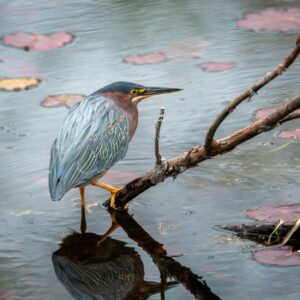 Special Species Webinar: Secretive Marsh Birds