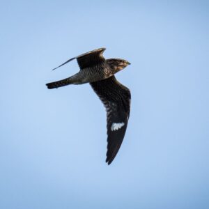 Special Species Webinar: Nightjars