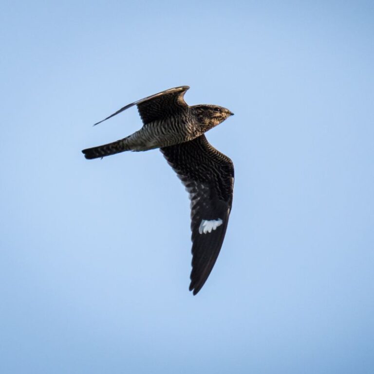 Special Species Webinar: Nightjars