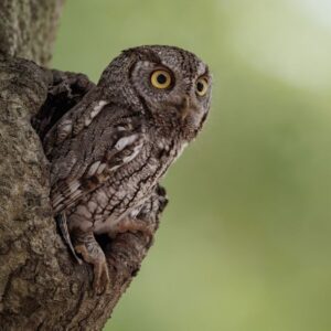 Owls of Maine with David Brinker and Logan Parker