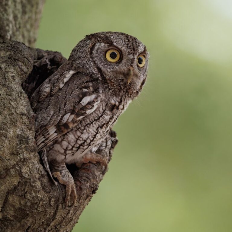 Owls of Maine with David Brinker and Logan Parker