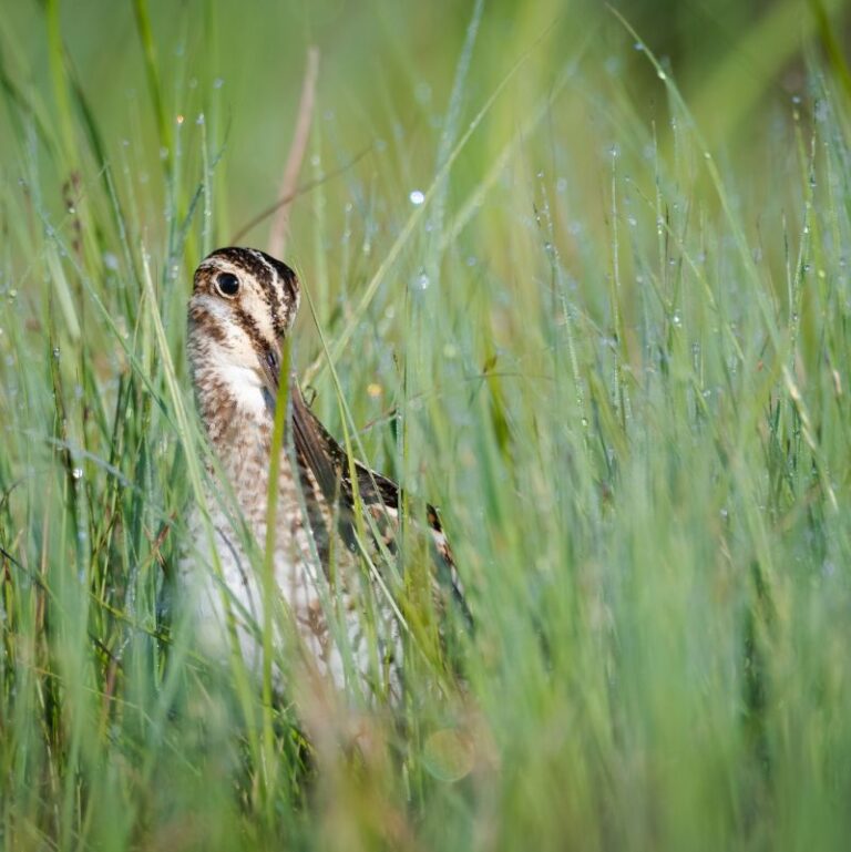 Meet Maine’s Mysterious Marsh Birds