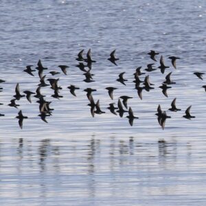 Rocky Shores and Forested Islands: Examining Breeding Songbird and Overwintering Shorebird Populations Along the Maine Coast