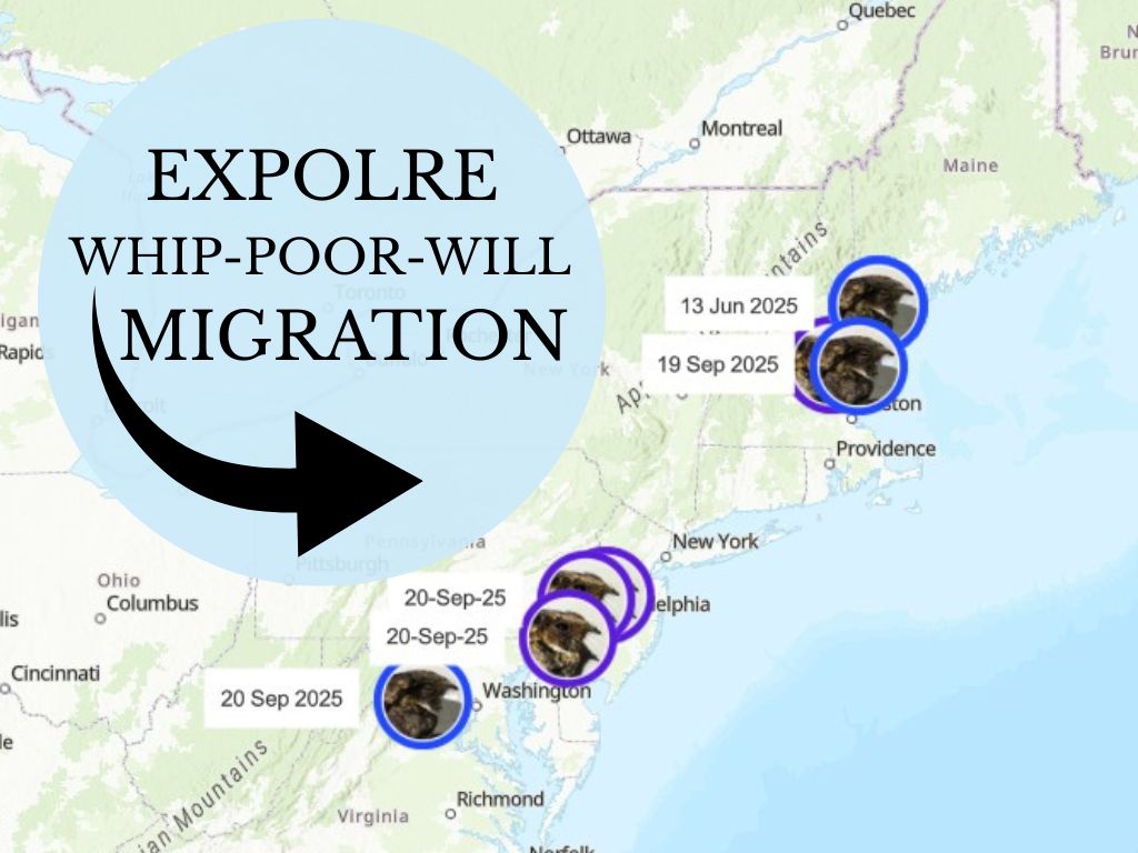 Explore whip-poor-will migration