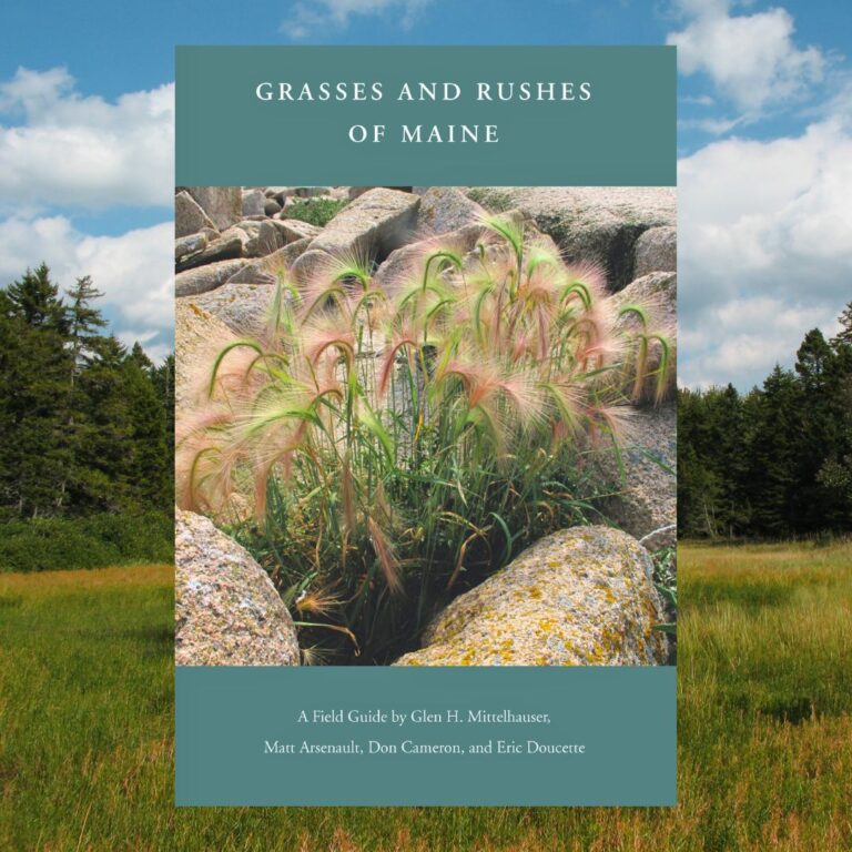 Grasses and Rushes of Maine