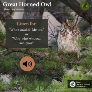 Great Horned Owl: Audio