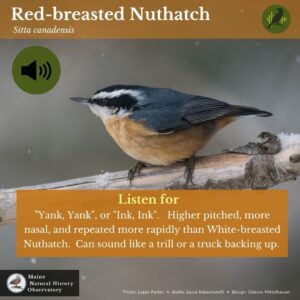 Red-breasted Nuthatch: Audio