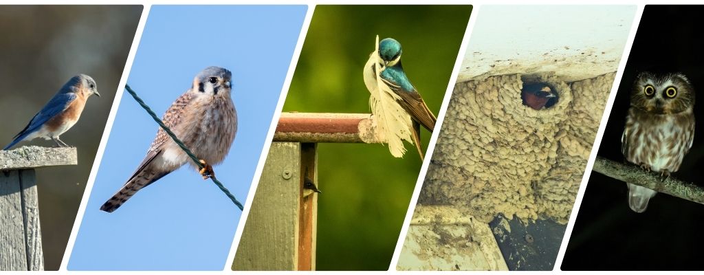 Eastern bluebird, American Kestrel, Tree Swallow, Cliff Swallow, Northern Saw-whet Owl