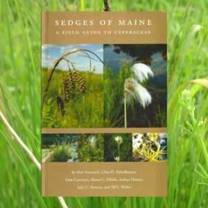 Sedges of Maine: A Field Guide to Cyperaceae