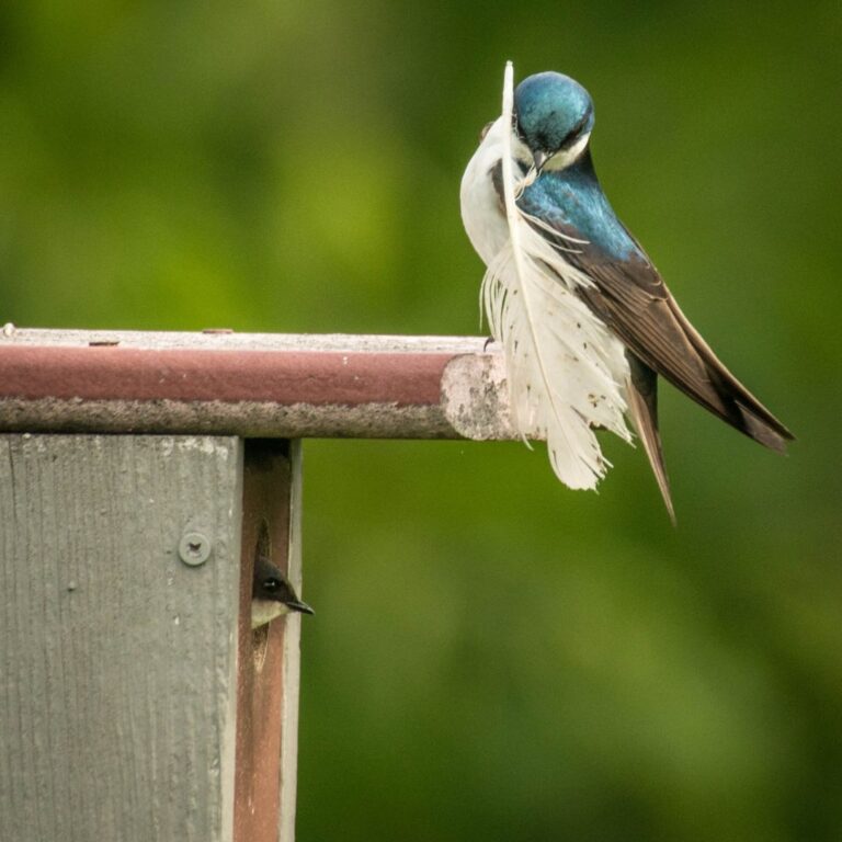 Nest Box Monitoring