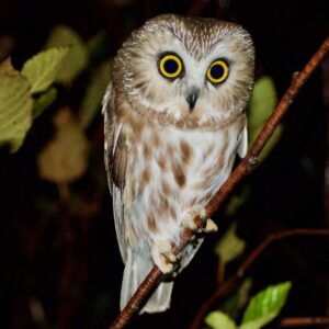 Petit Manan Owl Monitoring Station