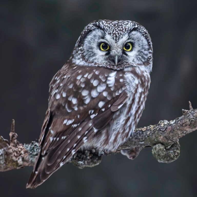 Boreal Habitat Owl Surveys