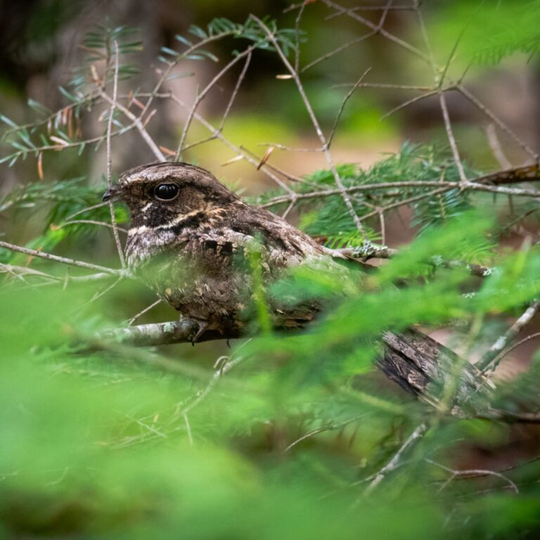 Nightjar Monitoring