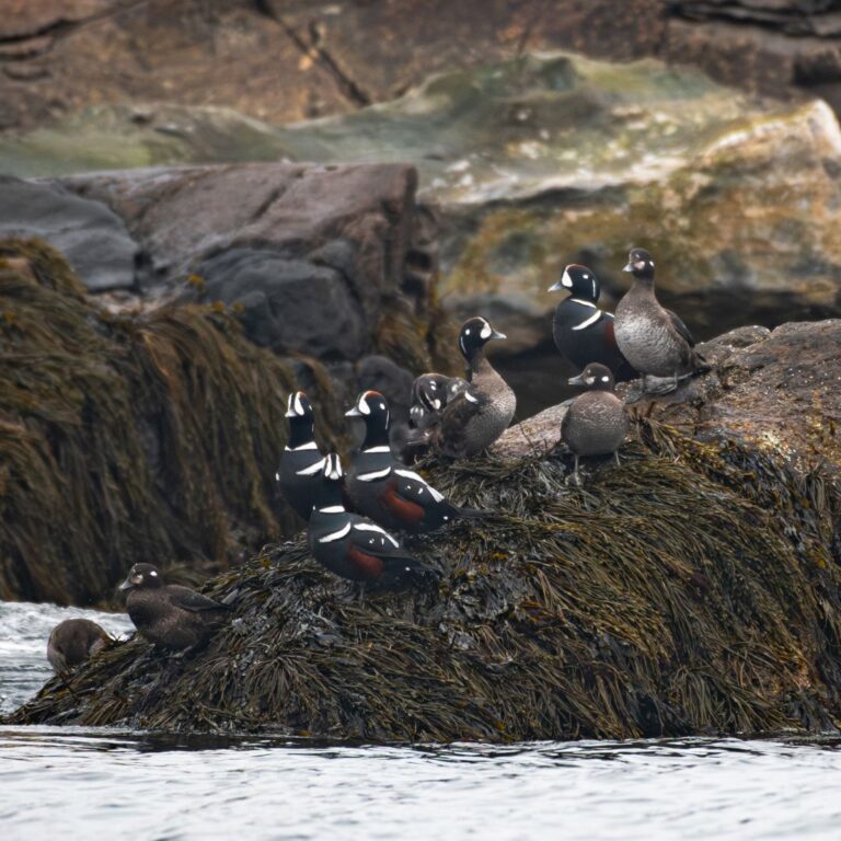 Harlequin Ducks in Jericho Bay