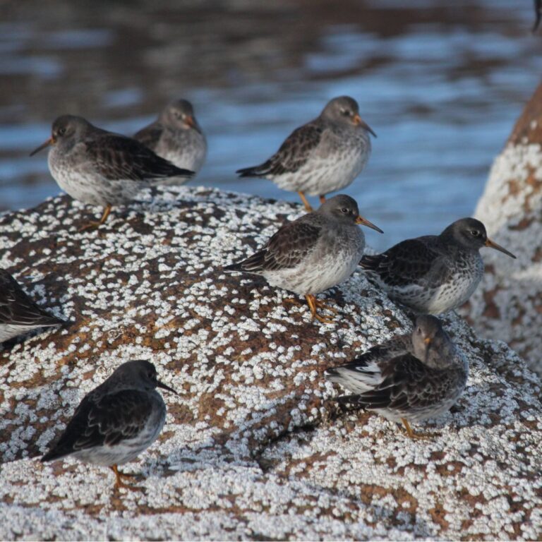 Purple Sandpiper Surveys