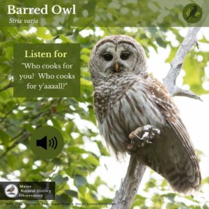 Bird call infographic for Barred Owl