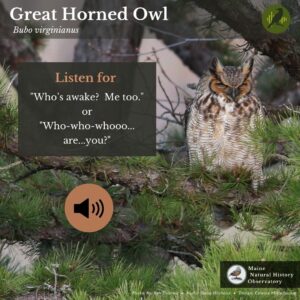 Bird call id infographic guide for Great Horned Owl