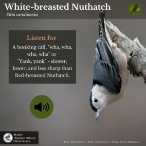Bird call infographic for white-breasted nuthatch