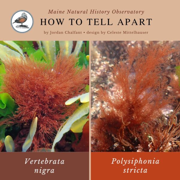 seaweed identification infographic guide to Vertebrata nigra vs Polysiphonia stricta