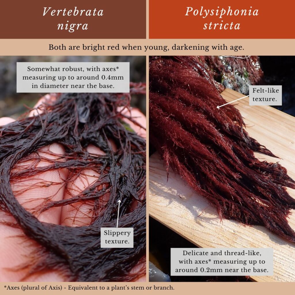 red seaweed identification infographic guide to Vertebrata nigra vs Polysiphonia stricta