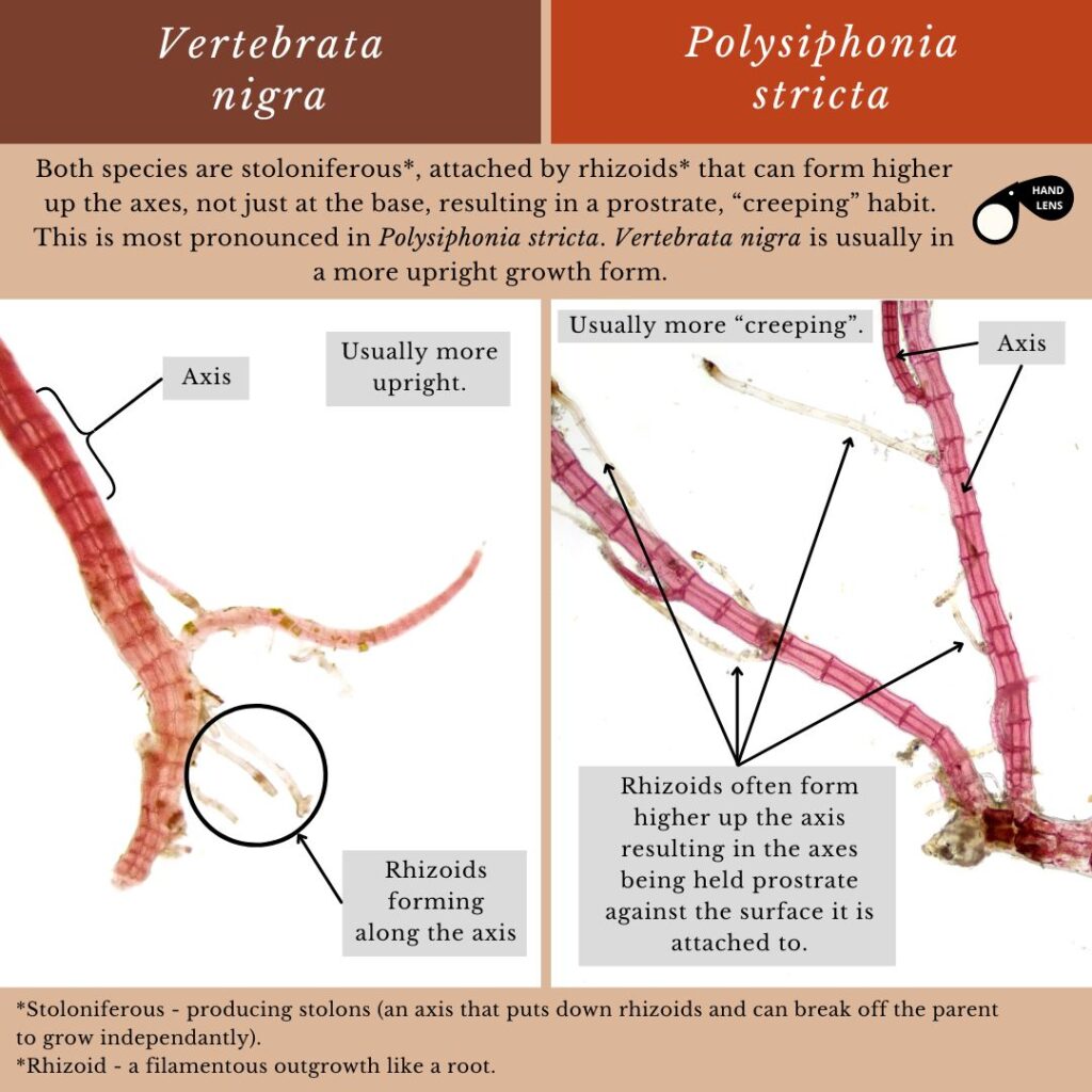 seaweed identification infographic guide to Vertebrata nigra vs Polysiphonia stricta stolons and rhizoids
