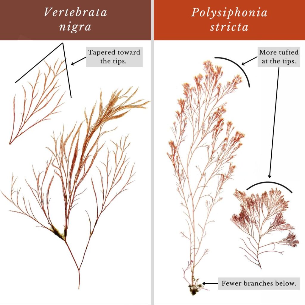 seaweed identification infographic guide to Vertebrata nigra vs Polysiphonia stricta