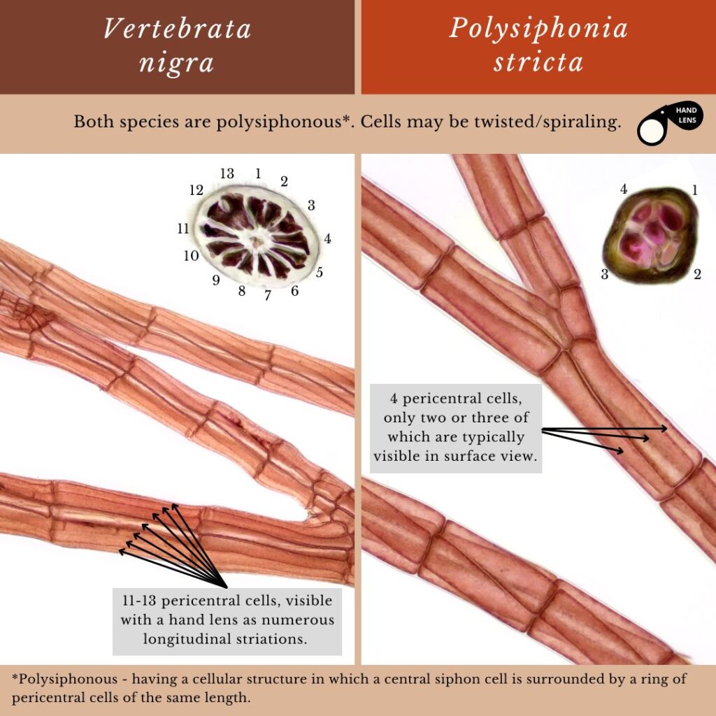 seaweed identification infographic guide to cells of Vertebrata nigra vs Polysiphonia stricta