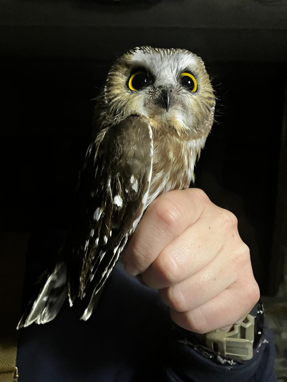 We’ve officially surpassed last season’s numbers! Maine Natural