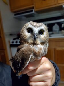 The Petit Manan Point Project Owlnet Banding Station is open for the 2024 season!