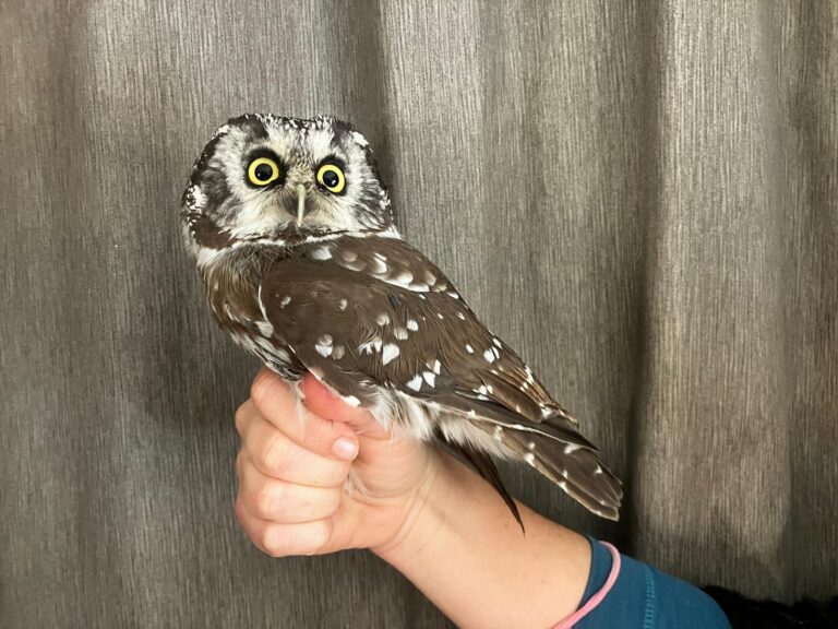 We Caught a Boreal Owl!