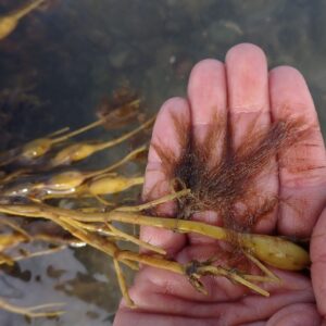 12/22/24: Maine Seaweeds, Part 1