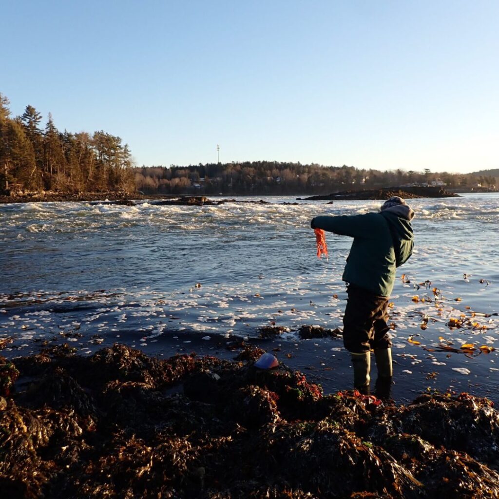 12/29/24: Maine Seaweeds, Part 2
