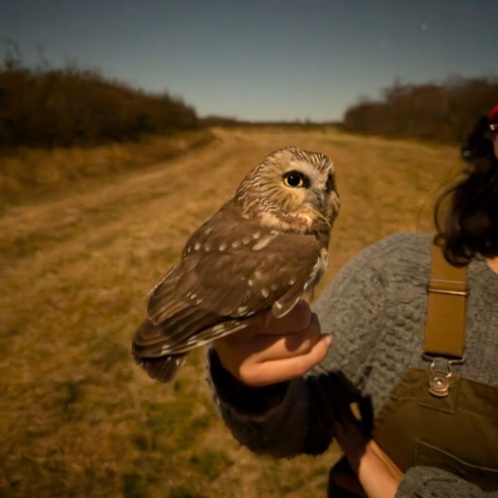 11/24/24: Maine Owls