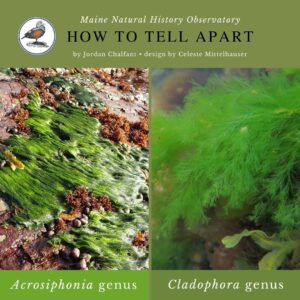 Acrosiphonia genus vs. Cladophora genus