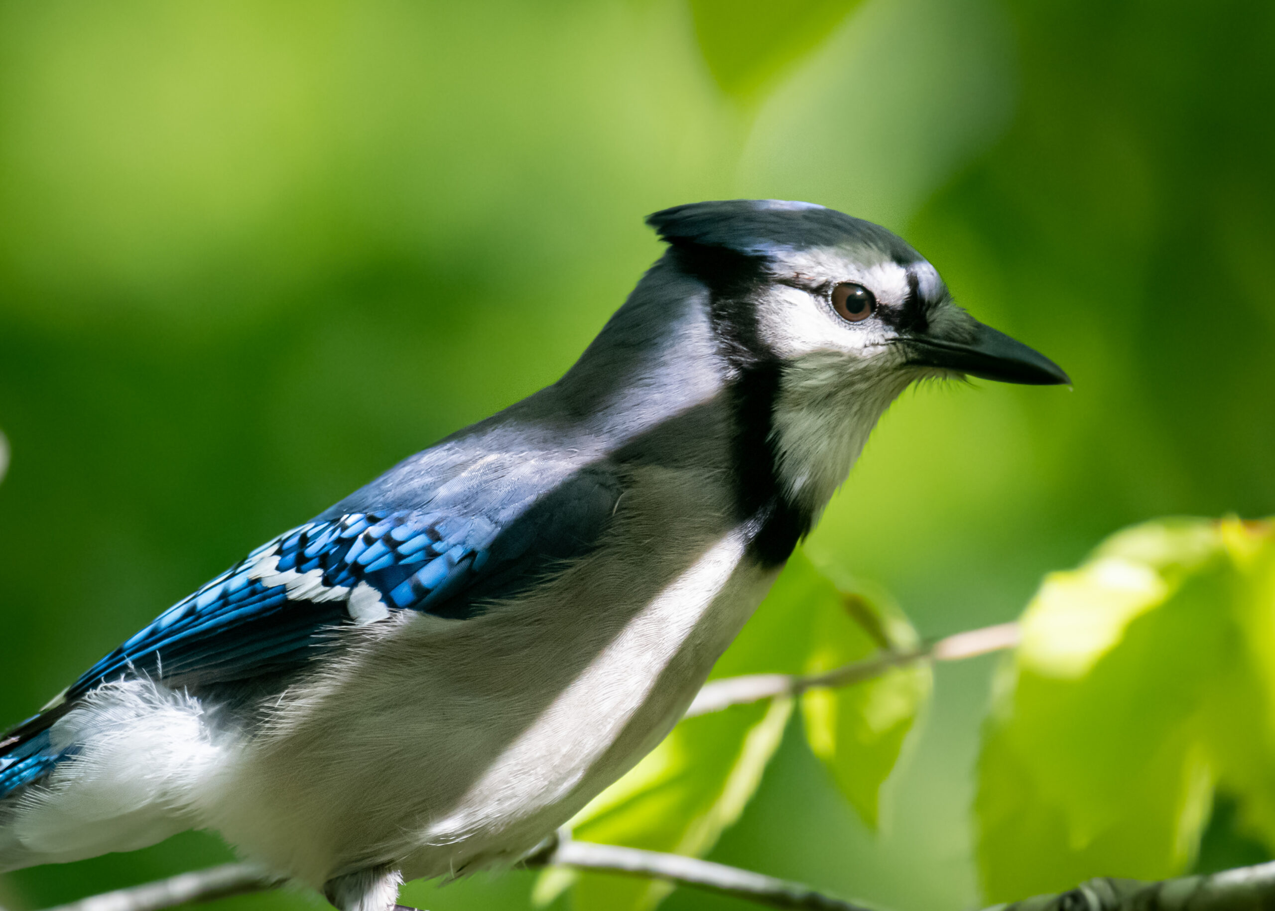 12/15/24: Jay Mimicry - Maine Natural History Observatory