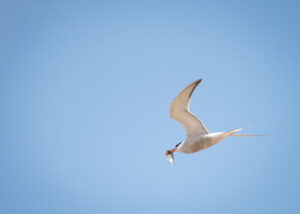 1/5/25: Maine Seabird Crew, part 1