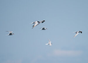 1/12/25:Maine Seabird Crew, part 2