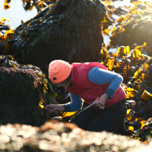 A 2024 Recap from the “Field Guide to Seaweeds of Maine” Project