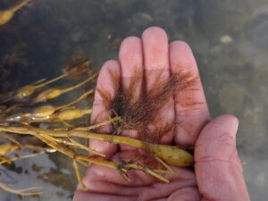 12/22/24: Maine Seaweeds, Part 1