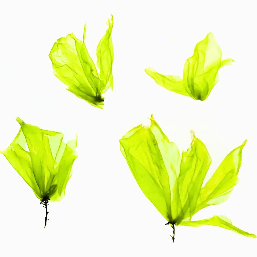 Seaweed Map